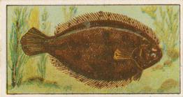 1912 Capstan Navy Cut Tobacco Fish of Australasia #33 Flounder Front