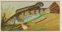 1912 Capstan Navy Cut Tobacco Fish of Australasia #35 Rock Whiting Front