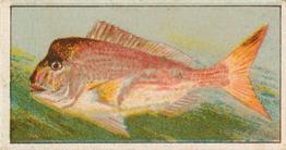 1912 Capstan Navy Cut Tobacco Fish of Australasia #36 Snapper Front