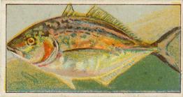 1912 Capstan Navy Cut Tobacco Fish of Australasia #37 Silver Bream Front