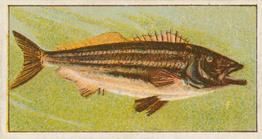 1912 Capstan Navy Cut Tobacco Fish of Australasia #38 Real Trumpeter Front