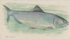 1912 Imperial Tobacco Co. of Canada (ITC) Fish Series (C53) #13 Shad Front