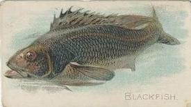 1912 Imperial Tobacco Co. of Canada (ITC) Fish Series (C53) #17 Blackfish Front