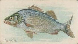 1912 Imperial Tobacco Co. of Canada (ITC) Fish Series (C53) #20 Perch Front