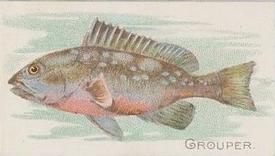 1912 Imperial Tobacco Co. of Canada (ITC) Fish Series (C53) #21 Grouper Front