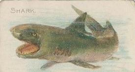 1912 Imperial Tobacco Co of Canada Fish Series (C53) #22 Shark Front