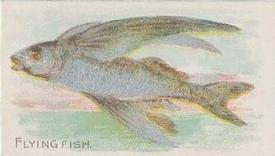1912 Imperial Tobacco Co. of Canada (ITC) Fish Series (C53) #23 Flying Fish Front