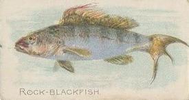 1912 Imperial Tobacco Co. of Canada (ITC) Fish Series (C53) #24 Rock Blackfish Front