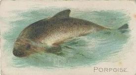 1912 Imperial Tobacco Co. of Canada (ITC) Fish Series (C53) #25 Porpoise Front