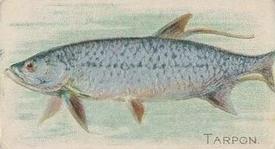 1912 Imperial Tobacco Co of Canada Fish Series (C53) #27 Tarpon Front
