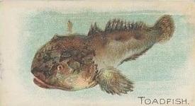 1912 Imperial Tobacco Co of Canada Fish Series (C53) #28 Toadfish Front