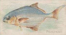 1912 Imperial Tobacco Co. of Canada (ITC) Fish Series (C53) #32 Pompano Front