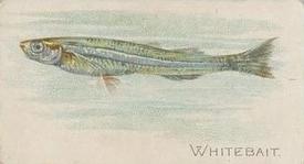1912 Imperial Tobacco Co of Canada Fish Series (C53) #33 Whitebait Front