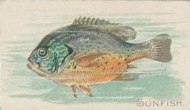 1912 Imperial Tobacco Co. of Canada (ITC) Fish Series (C53) #34 Sunfish Front