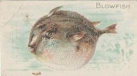 1912 Imperial Tobacco Co of Canada Fish Series (C53) #35 Blowfish Front