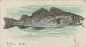 1912 Imperial Tobacco Co. of Canada (ITC) Fish Series (C53) #43 Codfish Front