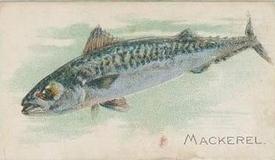 1912 Imperial Tobacco Co. of Canada (ITC) Fish Series (C53) #45 Mackerel Front