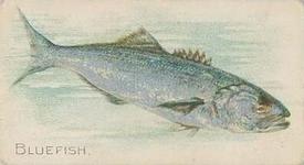 1912 Imperial Tobacco Co of Canada Fish Series (C53) #48 Bluefish Front
