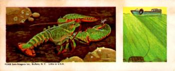 1968 Nabisco Sugar Daddy Wildlife Collection Series 6 #27 Lobster Front