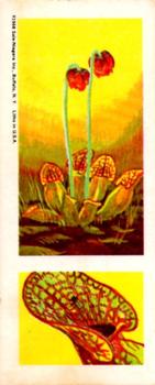 1968 Nabisco Sugar Daddy Wildlife Collection Series 6 #34 Pitcher Plant Front