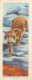 1963 Nabisco Sugar Daddy American Zoo Animals Series 1 #1 Bobcat Front