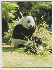 1987 Panini WWF Nature in Danger Stickers #1 Giant Panda Front