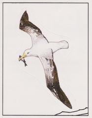 1987 Panini WWF Nature in Danger Stickers #22 Albatross Front