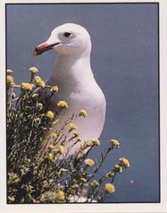 1987 Panini WWF Nature in Danger Stickers #44 Audouin's Gull Front