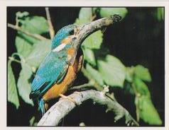 1987 Panini WWF Nature in Danger Stickers #120 Kingfisher Front