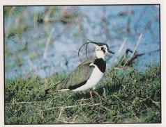1987 Panini WWF Nature in Danger Stickers #123 Lapwing Front