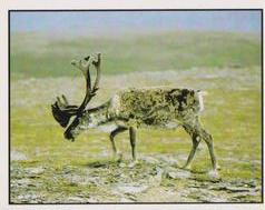 1987 Panini WWF Nature in Danger Stickers #273 Reindeer Front