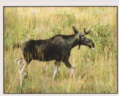1987 Panini WWF Nature in Danger Stickers #276 Elk Front