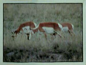 1986 Panini Threatened Animals Stickers #3 Pronghorn Front
