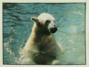 1986 Panini Threatened Animals Stickers #4 Polar Bear Front