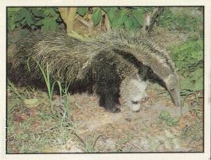 1986 Panini Threatened Animals Stickers #5 Giant Anteater Front