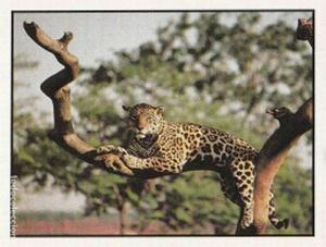 1986 Panini Threatened Animals Stickers #6 Jaguar Front