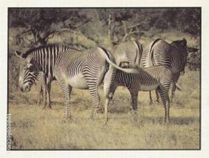1986 Panini Threatened Animals Stickers #7 Grevy's Zebra Front