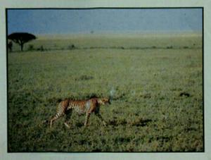 1986 Panini Threatened Animals Stickers #8 Cheetah Front