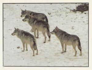 1986 Panini Threatened Animals Stickers #9 Wolf Front