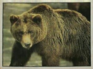 1986 Panini Threatened Animals Stickers #16 Grizzly Bear Front