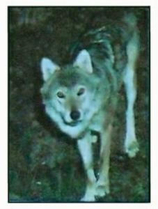 1986 Panini Threatened Animals Stickers #17 Wolf Front