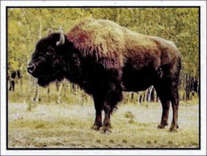 1986 Panini Threatened Animals Stickers #19 Wood Bison Front