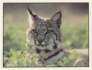 1986 Panini Threatened Animals Stickers #20 Bobcat Front