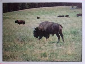 1986 Panini Threatened Animals Stickers #22 American Bison Front