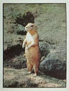 1986 Panini Threatened Animals Stickers #24 Prairie Dog Front