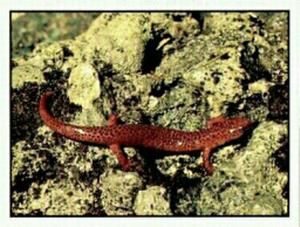 1986 Panini Threatened Animals Stickers #28 Red Salamander Front