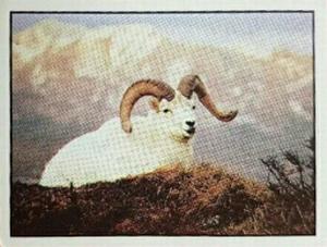 1986 Panini Threatened Animals Stickers #30 Dall's Sheep Front