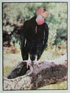 1986 Panini Threatened Animals Stickers #31 California Condor Front