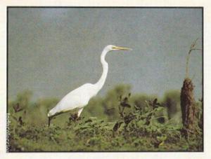 1986 Panini Threatened Animals Stickers #37 Great Egret Front