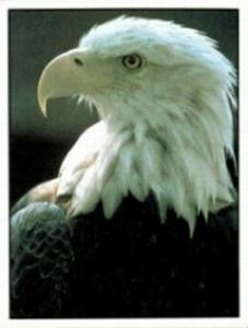 1986 Panini Threatened Animals Stickers #39 Bald Eagle Front